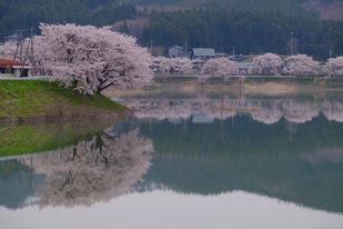 花山湖の桜並木