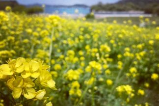 公園から見える松島湾と菜の花