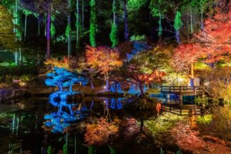 幻想的な紅葉期のライトアップ